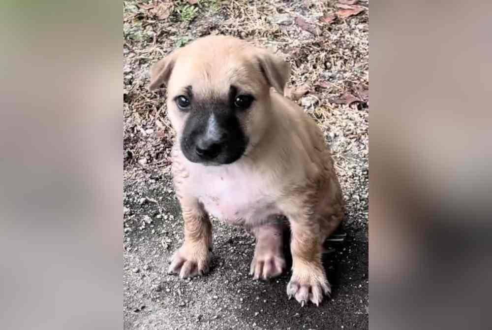 Anak anjing yang diselamatkan kini dijaga oleh jiran Muhammad Kamran.