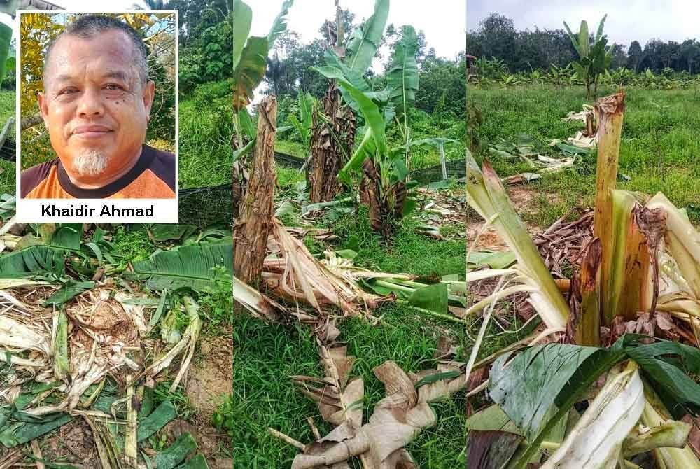 Keadaan kebun pisang dan pagar kawasan tanamannya yang rosak akibat serangan haiwan liar tersebut.