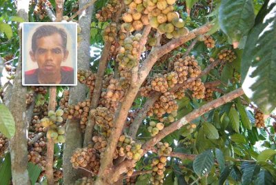 Azhar (gambar kecil) dikhuatiri hilang semasa keluar memetik dokong bersama rakannya di Sungai Pas, Kuala Krai sejak Selasa lalu. Gambar hiasan