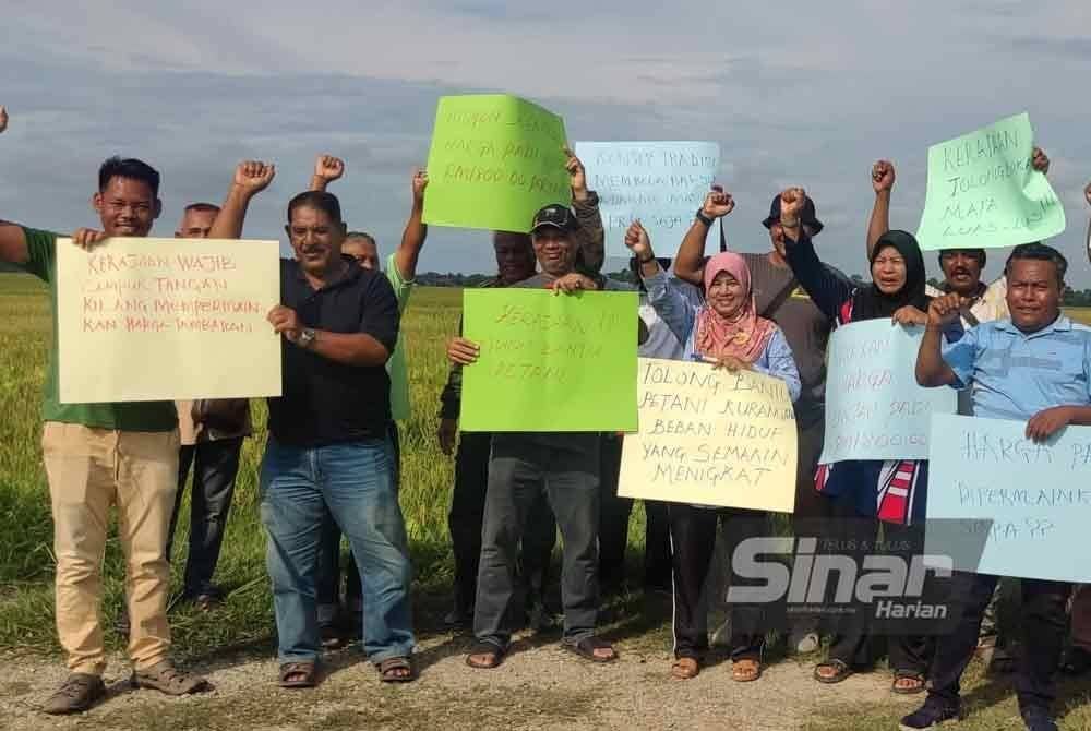 Pesawah di Jalan Langgar, Alor Setar memohon kerajaan campur tangan dalam isu penurunan harga belian padi kerana mampu menyebabkan pesawah menanggung kerugian.