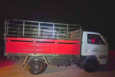 PGA Pengkalan Chepa menahan dua lelaki dan merampas seekor kerbau yang dipercayai diseludup dari negara jiran dalam serbuan di pangkalan haram Pak Ali di Pasir Mas pada Khamis.