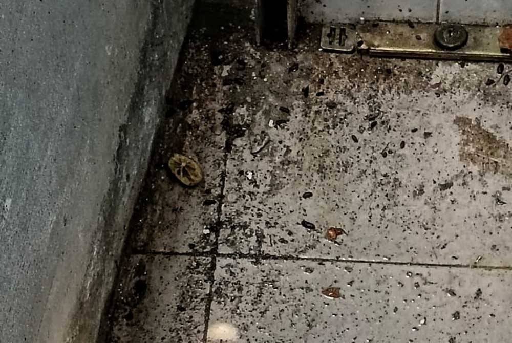 Terdapat najis tikus di premis popia berkenaan.