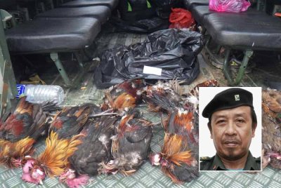 Ayam hutan yang sudah mati dirampas menerusi Operasi Bersepadu Khazanah (OBK). Gambar kecil: Abdul Kadir