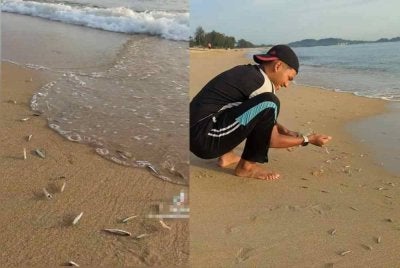 Tangkap layar video memaparkan fenomena ikan bilis terdampar di kawasan Pantai. Kelihatan seorang lelaki asyik menangkap ikan bilis yang terdampar di Pantai Sura, Dungun.