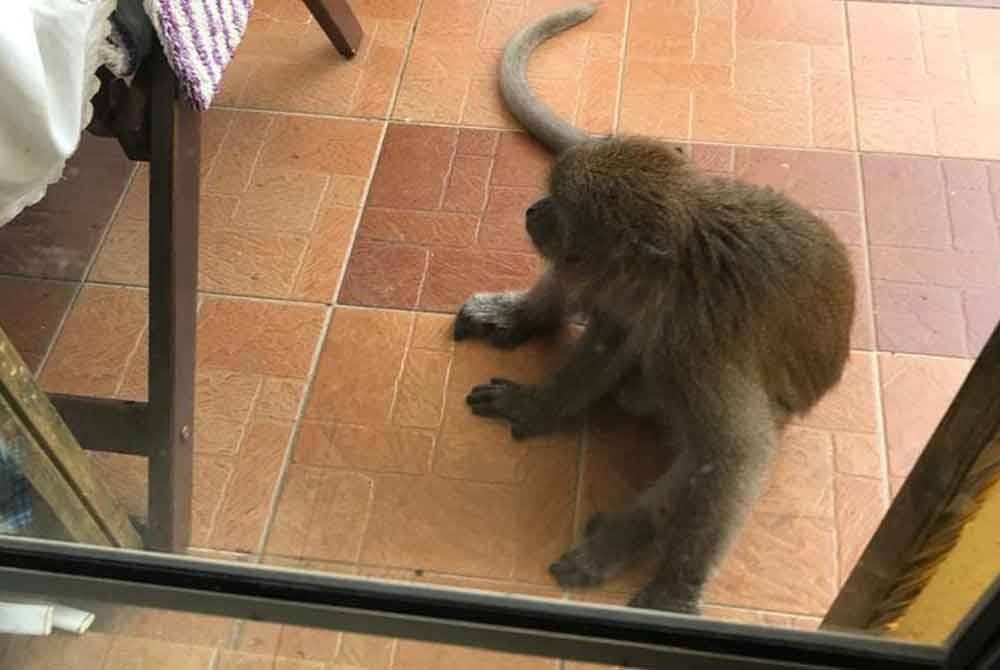 Kehadiran monyet di kediaman Nurul Farahana sehingga menyebabkan anaknya cedera.