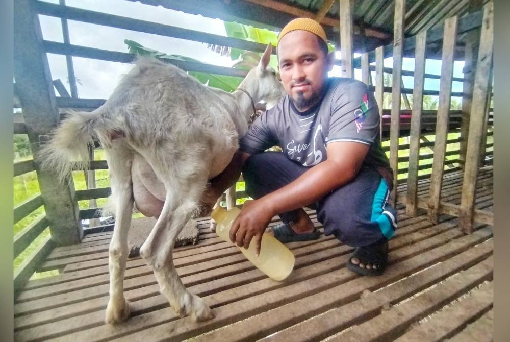 Muhammad Ikram menunjukkan antara ibu muda kambing saanen yang menghasilkan susu segar.