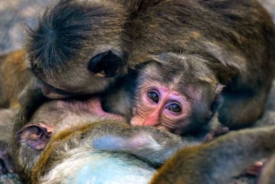 Jabatan Perkhidmatan Kebudayaan dan Rekreasi Hong Kong melakukan siasatan susulan kematian 9 monyet di Zoo Hong Kong - Foto: Agensi