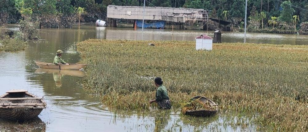 Kebanyakan hasil pertanian rosak teruk akibat Yagi.