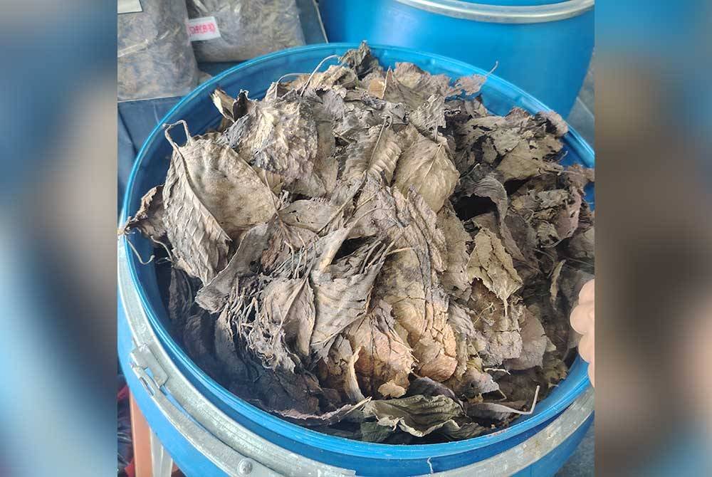 Daun ketum antara barang kes yang akan dilupuskan Polis Selangor.