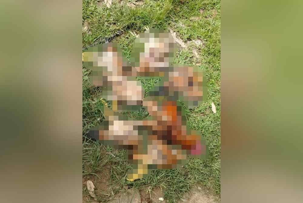 Beberapa ekor ayam milik Habsah mati digigit oleh harimau dahan tersebut di dalam reban ayamnya di Kampung Gulau, Sik pada pagi Sabtu. Foto APM