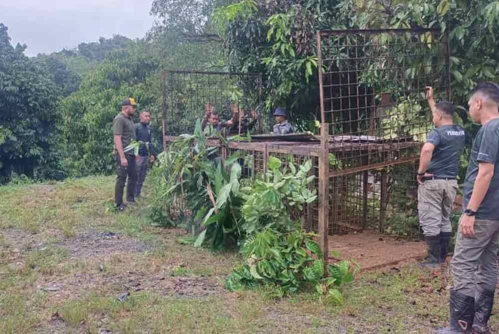 Seramai 12 anggota Perhilitan Kelantan dan dibantu Perhilitan daerah Grik, Perak telah terlibat dalam operasi ini. Foto Perhilitan
