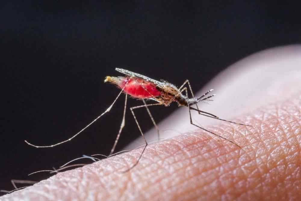 WHO mengesahkan Mesir sebagai negara bebas malaria, satu pencapaian bersejarah dalam usaha membasmi penyakit itu. Gambar hiasan