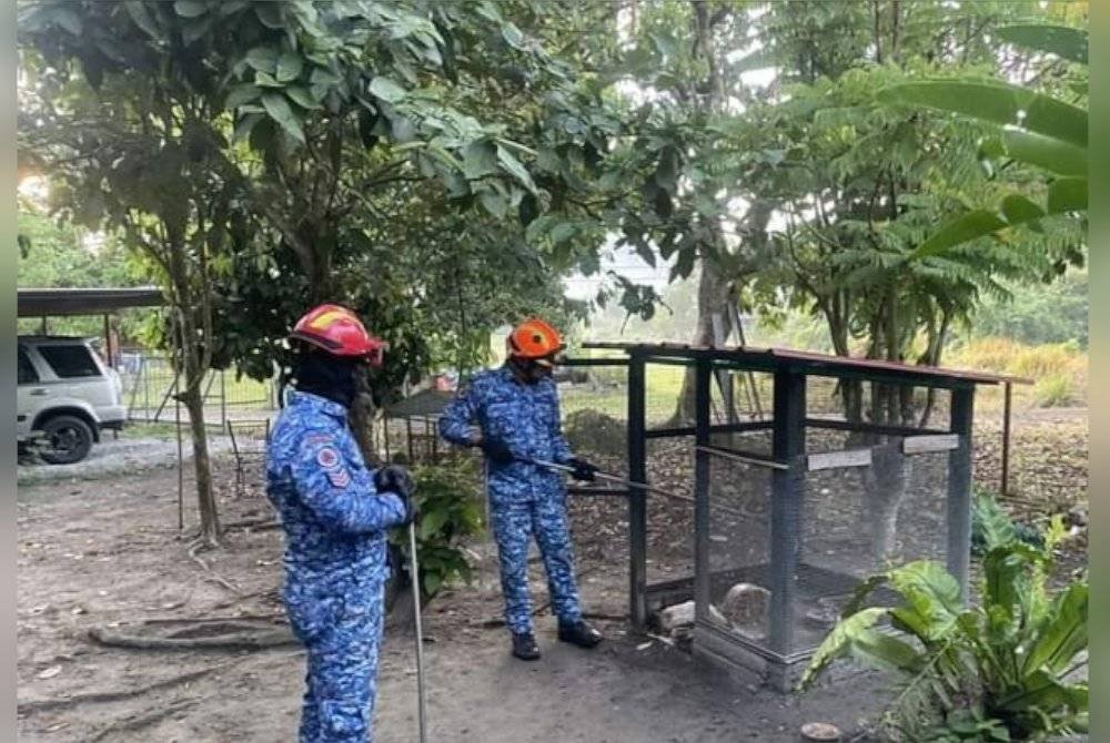 Seekor ular sawa batik menelan seekor itik sebelum kekenyangan dalam sebuah reban di Tanjong Ipoh di Kuala Pilah pada Isnin.
(Foto APM Kuala Pilah)