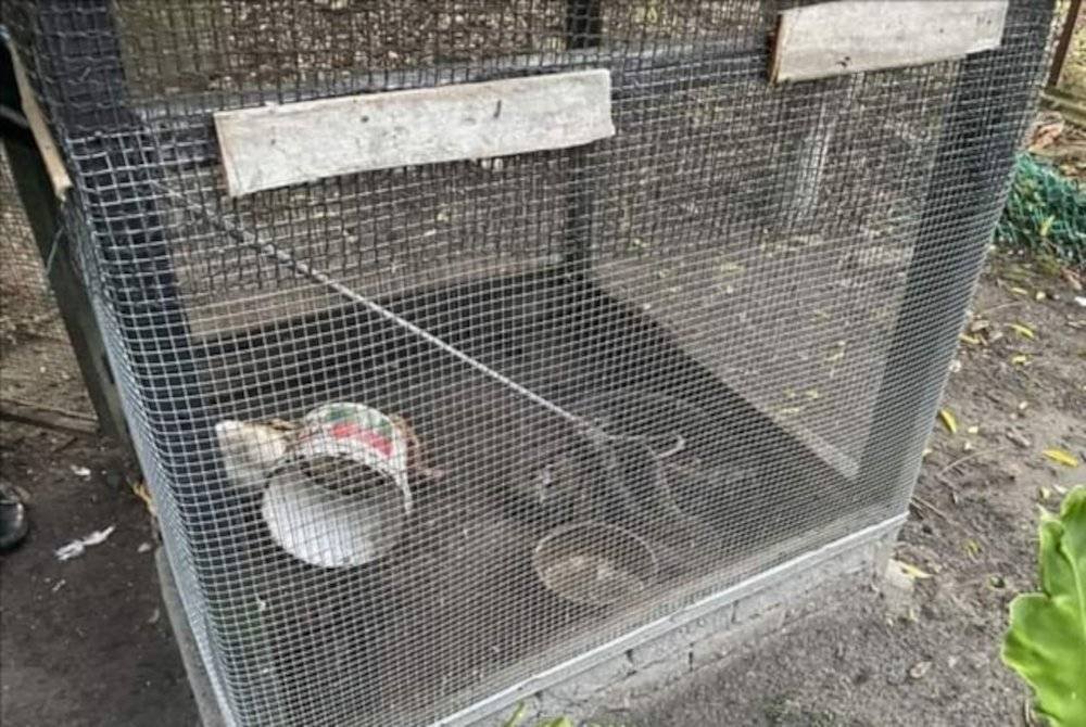 Kehadiran ular sawa ini disedari penduduk sebelum menghubungi APM. Foto APM Kuala Pilah