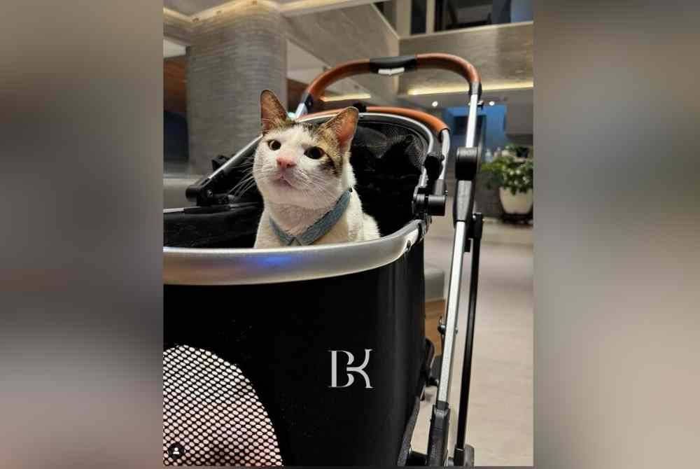 Bobby Kertanegara, kucing kesayangan Presiden Prabowo. Foto Instagram @bobbykertanegara