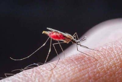 WHO mengesahkan Mesir sebagai negara bebas malaria, satu pencapaian bersejarah dalam usaha membasmi penyakit itu. Gambar hiasan