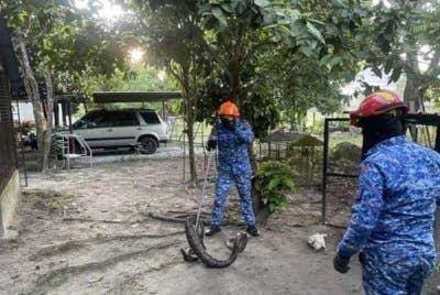 Anggota APM Kuala Pilah mengambil masa tiga minit untuk menangkap ular sawa ini. Foto APM Kuala Pilah