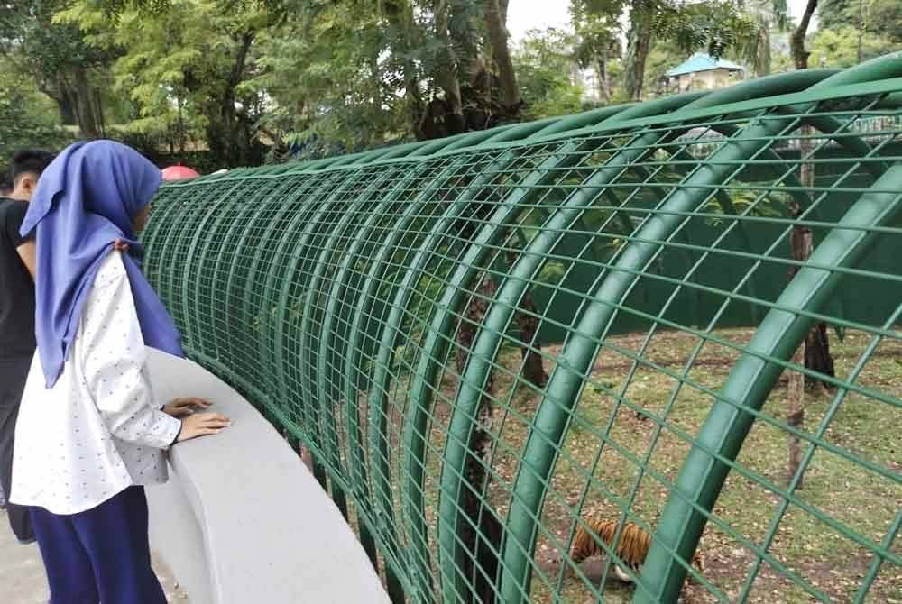 Harimau belang juga menarik minat pengunjung.