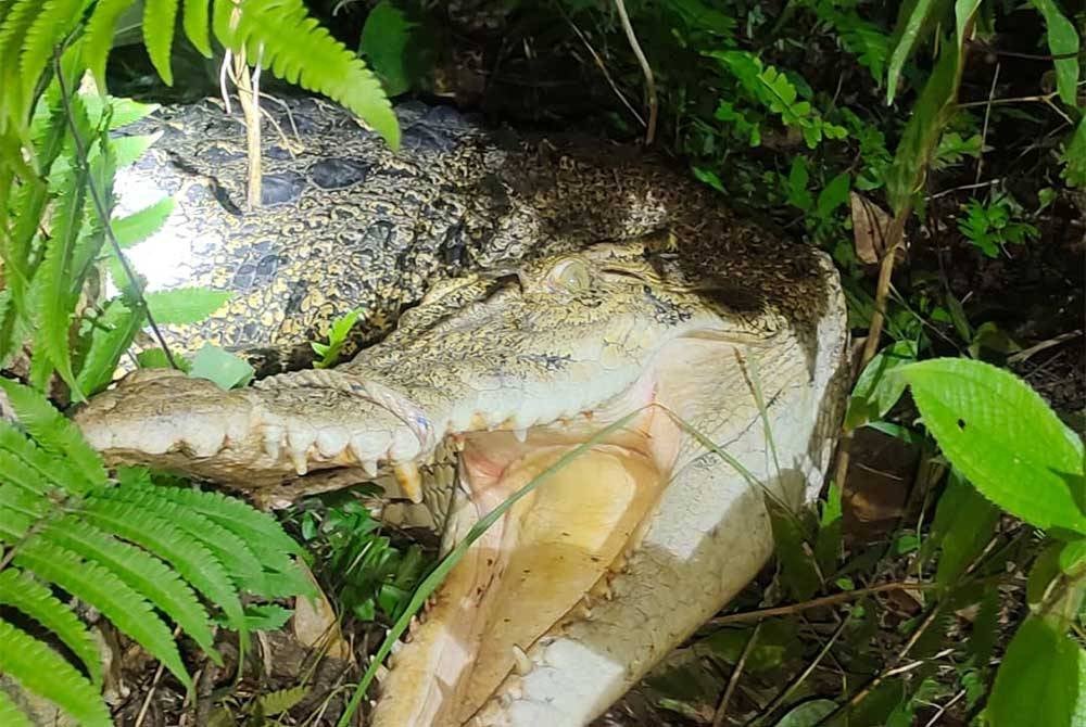 Seekor buaya tembaga yang tersesat dalam kebun getah berjaya dilepaskan ke habitat selamat.