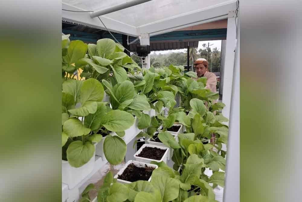 Sawi segar yang diusahakan jemaah masjid Mukim Berdang.