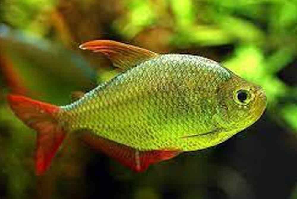 Spesies ikan Tetra yang hanya terdapat di Colombia dan mendapat permintaan tinggi. - Agensi