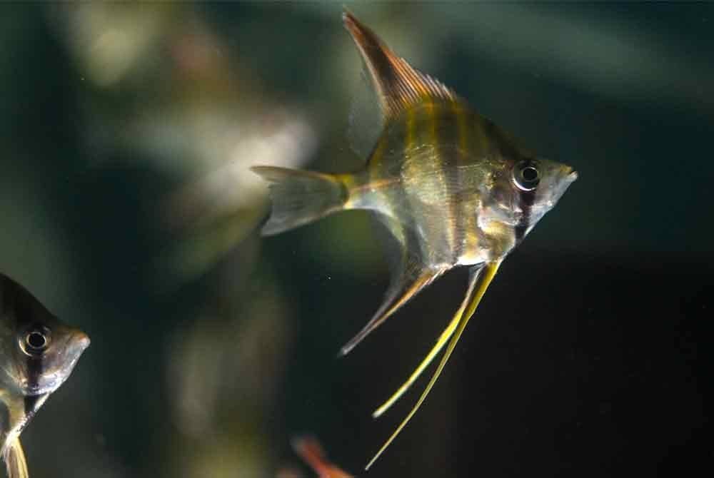 Ikan Altum Angelfish boleh mencecah dengan harga RM303 seekor di pasaran AS.