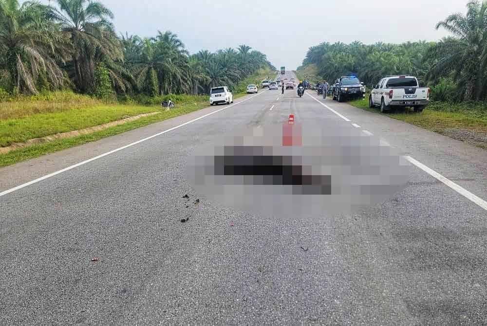 Keadaan kerbau yang mati dilangar dalam kejadian tersebut. Foto ihsan PDRM