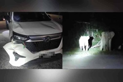 Salah sebuah kenderaan mengalami kerosakan akibat diserang kumpulan gajah liar di JRTB Gerik. Foto: ihsan pembaca