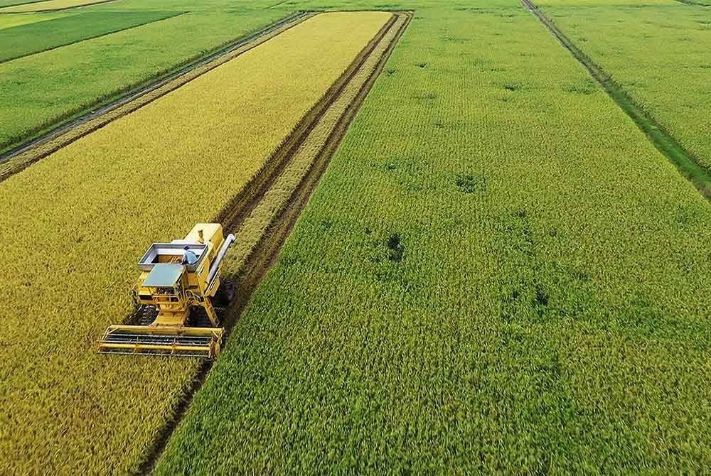 kerajaan juga perlu pertimbangkan saranan menetapkan tahap gaji minimum secara berbeza untuk sektor tertentu seperti pertanian dan minyak sawit yang sangat bergantung kepada pekerja asing - Gambar hiasan