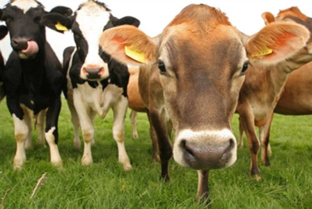 PGA Briged Tenggara menumpaskan sindiket penyeludupan 16 ekor lembu dianggarkan bernilai RM156,000 selepas menahan sebuah lori di Jalan Kasban dekat Jeram Perdah, Pasir Mas pada Jumaat. Gambar hiasan