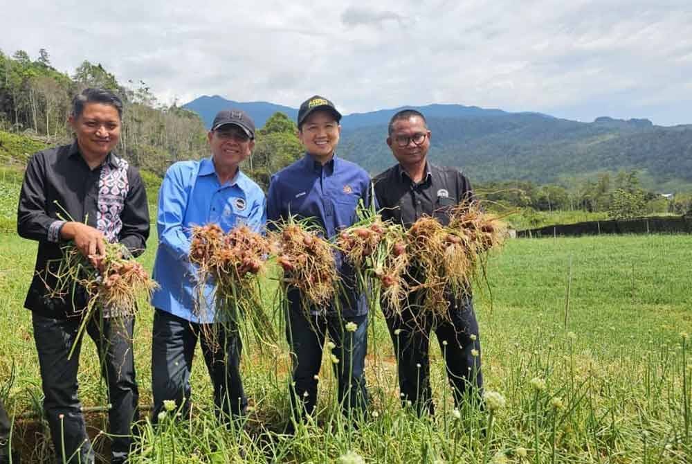 Arthur (dua dari kanan) bersama pengusaha tanaman bawang merah, Syahrizal (kiri) ketika menuai bawang merah ketika melawat plot tanaman bawang merah di Kampung Tanah Merah, Mesilau, Kundasang. FOTO SINAR HARIAN-ASYIKIN ASMIN
