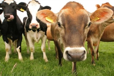 PGA Briged Tenggara menumpaskan sindiket penyeludupan 16 ekor lembu dianggarkan bernilai RM156,000 selepas menahan sebuah lori di Jalan Kasban dekat Jeram Perdah, Pasir Mas pada Jumaat. Gambar hiasan