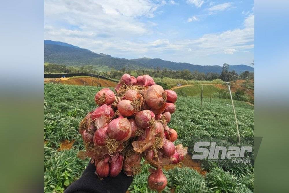 Bawang merah yang ditanam di tanah tinggi Kundasang berkualiti tinggi. FOTO SINAR HARIAN-ASYIKIN ASMIN