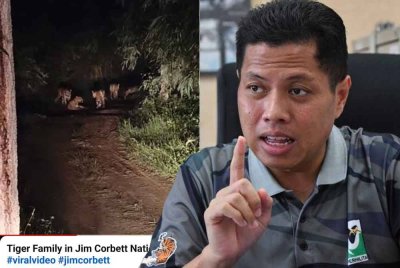 Perhilitan Kelantan menafikan kemunculan sekawan harimau di Jeram Mengaji, Pasir Puteh sebagaimana tular di media sosial sejak Isnin.