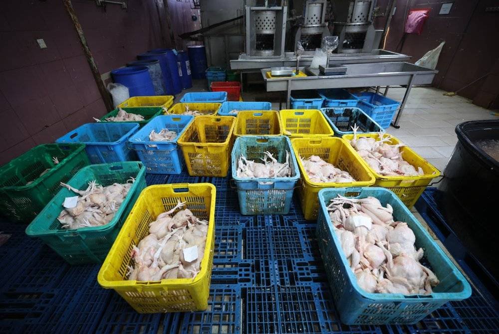 Keadaan di dalam rumah penyembelihan ayam pada Operasi Kita Gempur: KPDN Selangor bersama JAIS di Puchong, malam ini. Foto Bernama