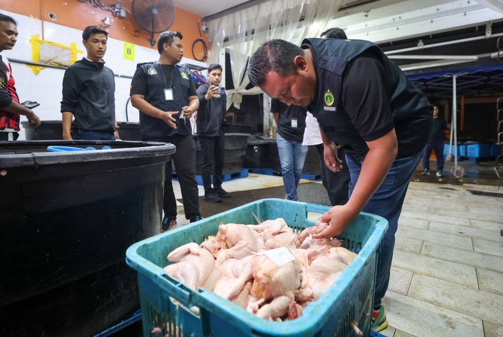 Kakitangan JAIS melihat ayam yang sudah siap diproses pada Operasi Kita Gempur: KPDN Selangor bersama JAIS di rumah penyembelihan ayam di Puchong, malam ini. Foto Bernama