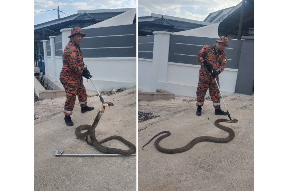 Mohd Hamdan menunjukkan ular tedung selar sepanjang 4.26 meter yang ditangkap di Kampung Ngagoh, Kuala Krai.