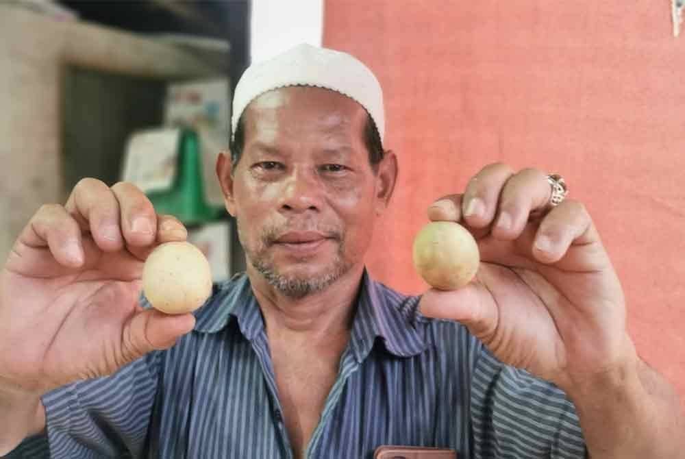 Antara saiz ideal buah duku Terengganu yang dipasarkan sekitar Lembah Klang dan Perak.