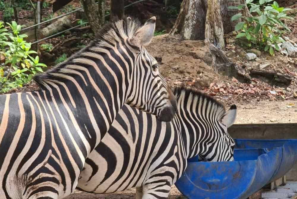 Kuda belang turut ditempatkan di zoo itu. Foto FB Zoo Teruntum