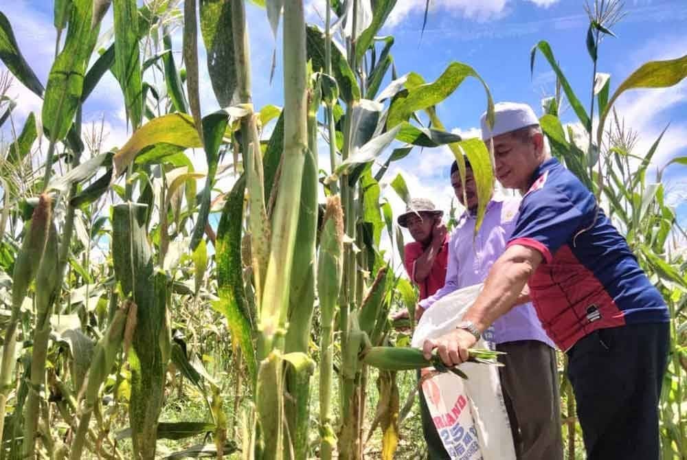 Mohd Noor (kiri) mengusahakan tanaman jagung manis sejak empat tahun lalu.