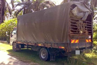 PGA Briged Tenggara menumpaskan kegiatan penyeludupan lembu dengan penahanan sebuah lori membawa 13 ekor lembu di Kampung Bukit Tandak, Pasir Mas, semalam. Foto PGA Briged Tenggara