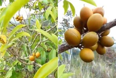 Buah kerosin atau nama saintifiknya sebagai Pittosporum Resiniferum dan ia tular di media sosial baru-baru ini selepas ditemui di sekitar Taman Kinabalu, Kundasang, Ranau.