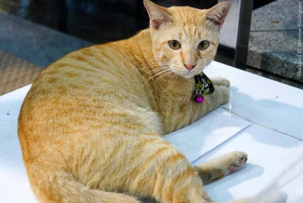 Bangkok akan menguatkuasakan semua haiwan peliharaan seperti kucing dan anjing dicip dengan mikrocip. Foto Agensi