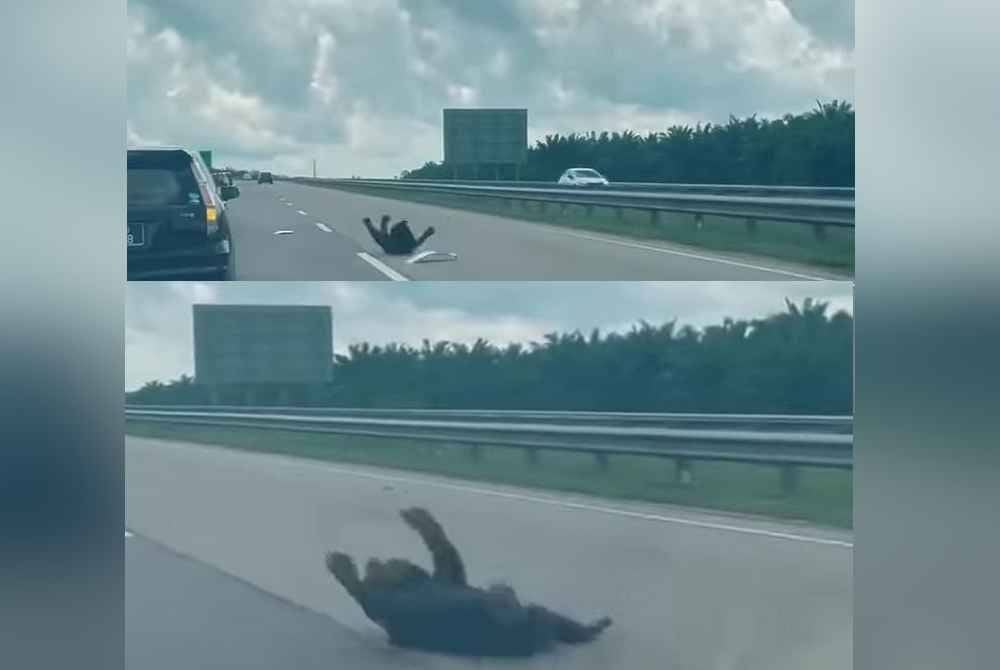 Tangkap layar video tular memaparkan seekor beruang dalam keadaan kesakitan selepas dipercayai dilanggar dalam kejadian di LPT2 arah Kuala Terengganu menghala ke Kuantan.