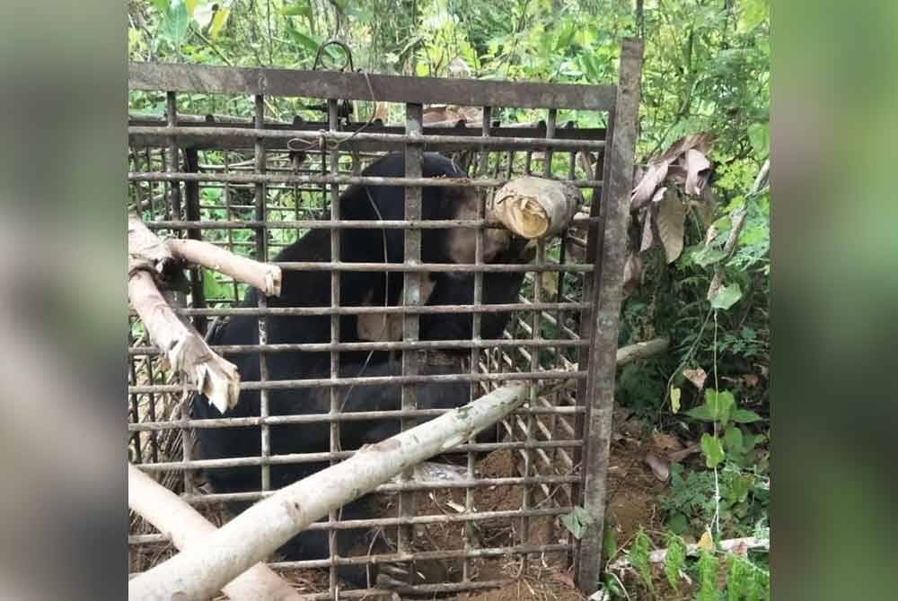 Beruang matahari yang turut memasuki perangkap yang dipasang oleh Perhilitan. Foto ihsan Perhilitan