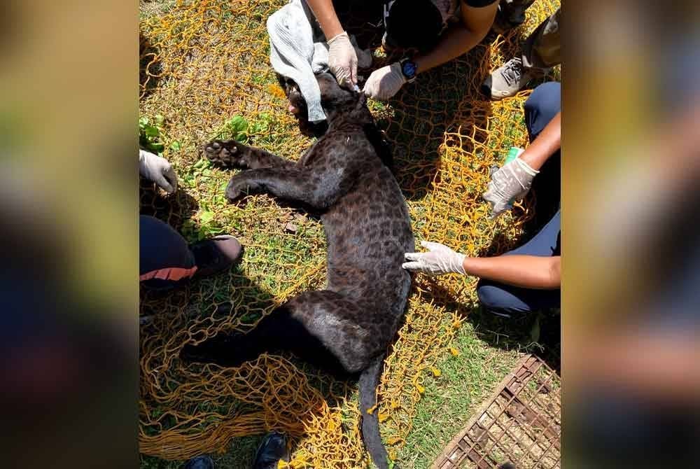 Harimau kumbang yang dapat ditangkap oleh Perhilitan di Gua Musang. Foto ihsan Perhilitan