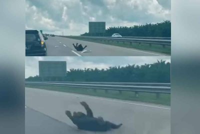 Tangkap layar video tular memaparkan seekor beruang dalam keadaan kesakitan selepas dipercayai dilanggar dalam kejadian di LPT2 arah Kuala Terengganu menghala ke Kuantan.