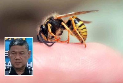 Seorang suri rumah maut dipercayai akibat terkena sengatan tebuan dalam kejadian di Taman Semarak - Gambar hiasan. Gambar kecil: Wan Azharudin