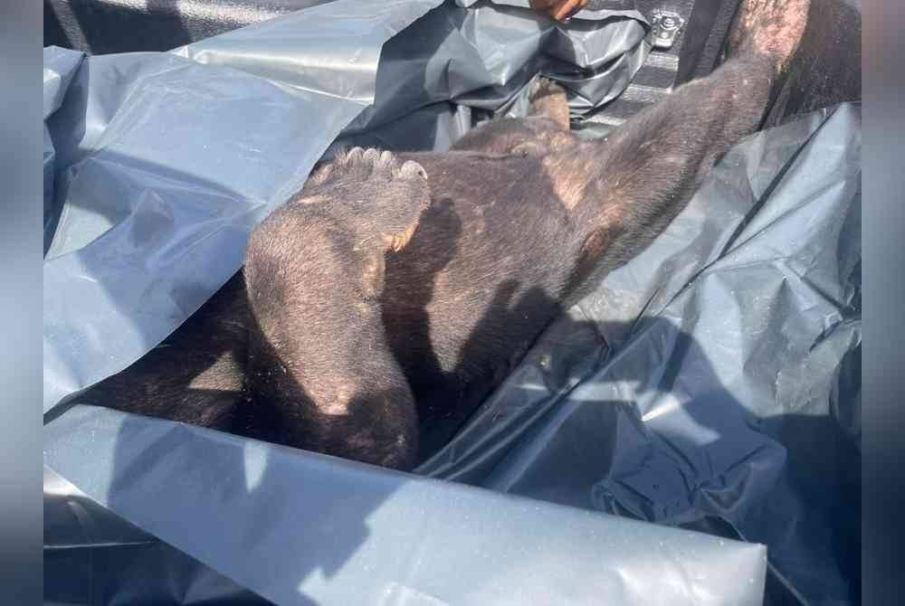 Seekor beruang matahari mati dilanggar kenderaan di Kilometer 406, Lebuhraya Pantai Timur 2 pada Rabu. Foto Perhilitan Terengganu