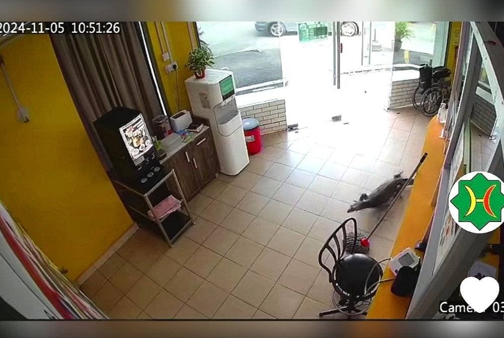 Kehadiran seekor biawak di sebuah klinik di Ampangan telah mencetuskan suasana panik di klinik terbabit.